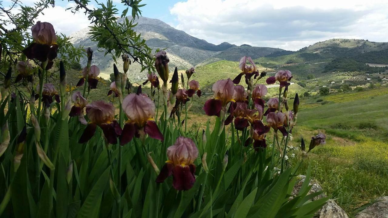 Finca Las Morenas Yunquera Ngoại thất bức ảnh